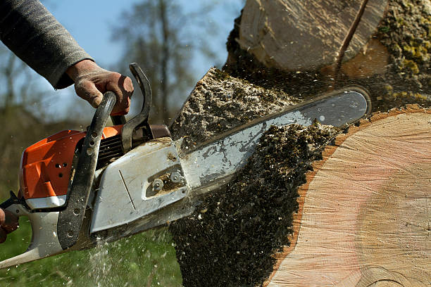 The Steps Involved in Our Tree Care Process in Hertford, NC